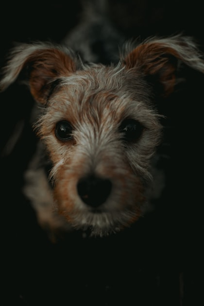 Creating a Dignified Farewell for Pets